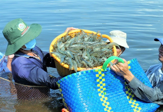 HTX Thuận lợi phát triển bền vững từ nuôi tôm quảng canh