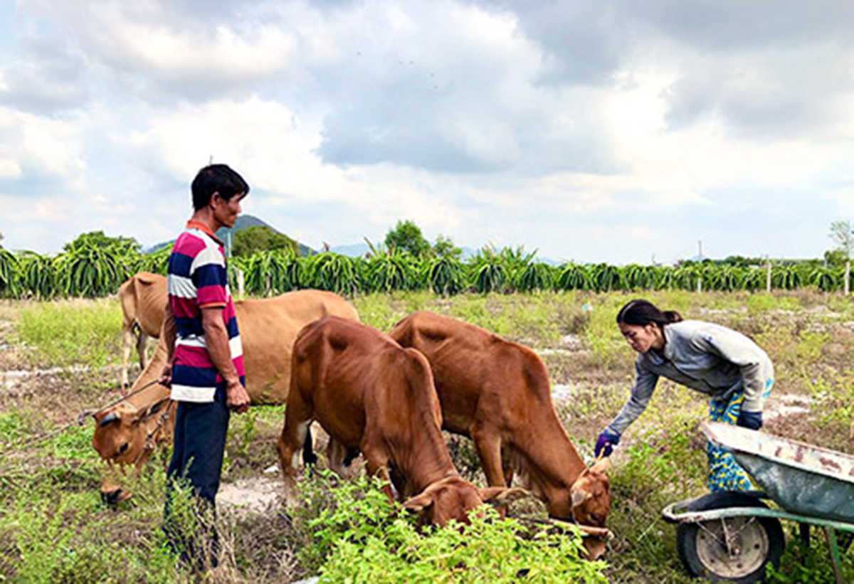 Thoát nghèo, làm giàu từ nuôi bò sạch
