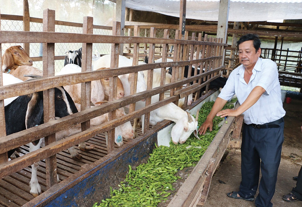 Lợi trăm bề từ nuôi dê hàng hóa ở HTX Cao Ngọc