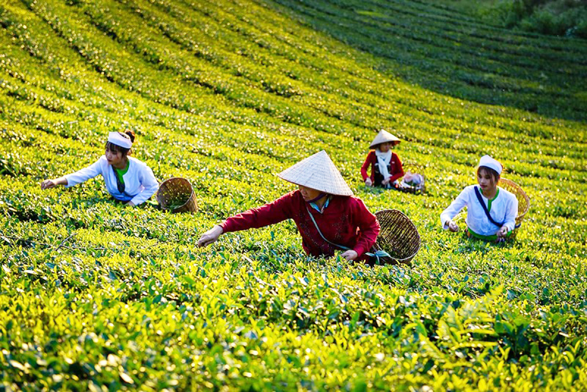 Long Cốc: Chè sinh thái 'hái ra tiền'