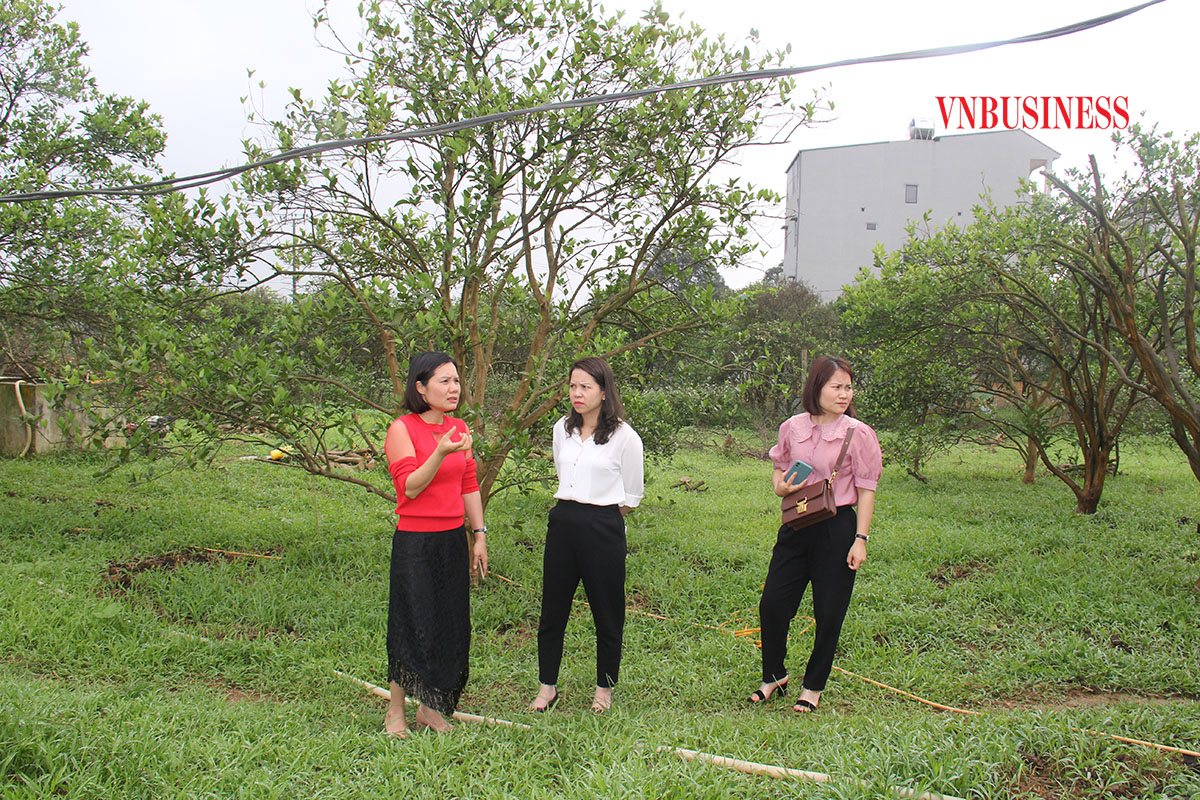 HTX 3T thu trái ngọt từ lối canh tác mới