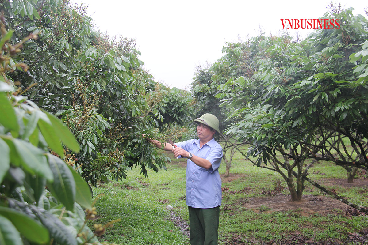 Nhãn Hương Chi mở hướng đi sản xuất nông sản bền vững cho HTX