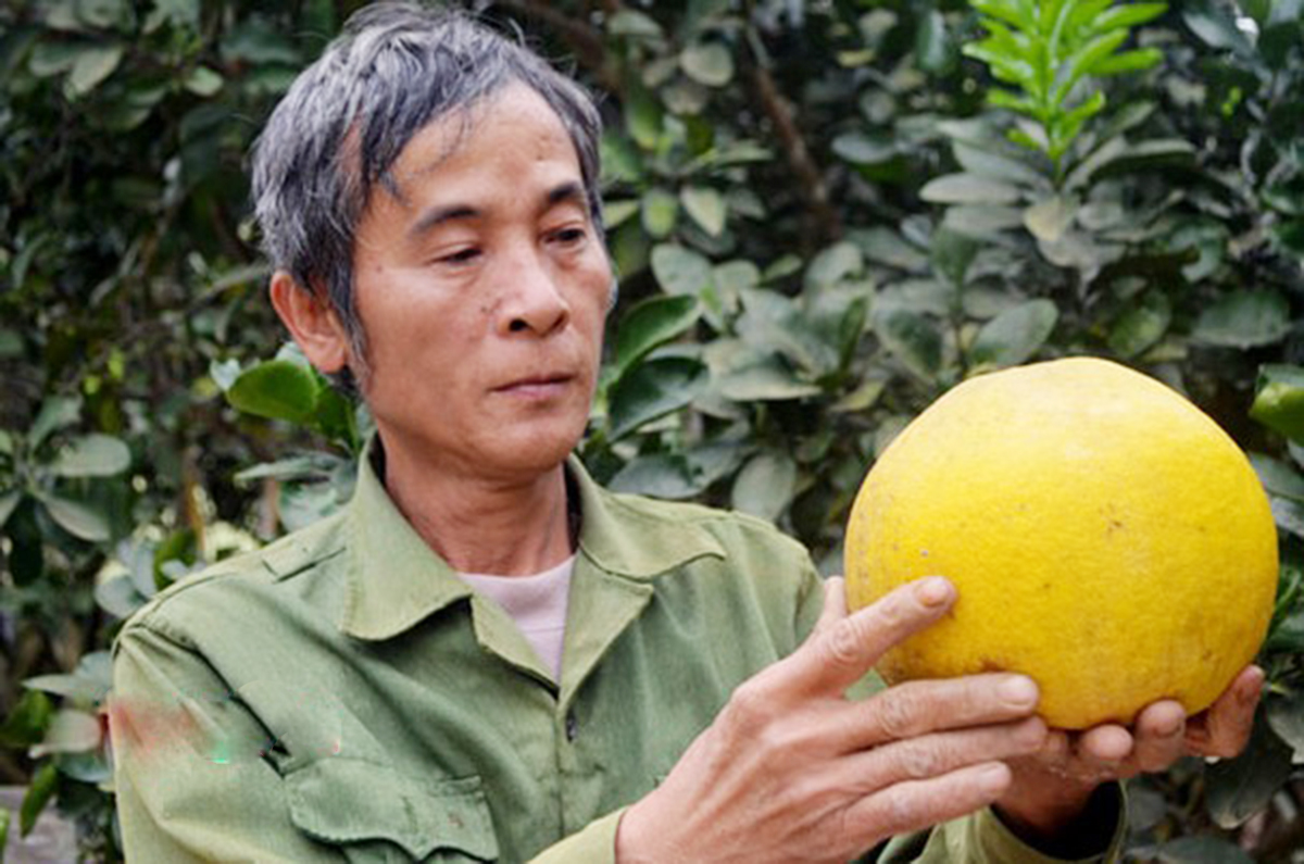 Sản xuất sạch gây dựng vườn bưởi 'vàng' Giang Sơn Đông