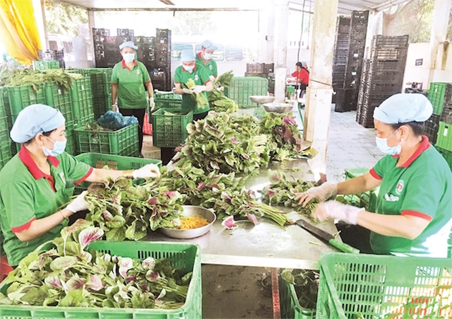 Đề xuất kích hoạt gói tín dụng trả chậm hỗ trợ doanh nghiệp, HTX vượt COVID-19