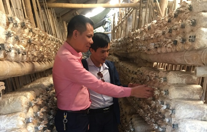 HTX Quang Trung: Trồng nấm hàng hóa đi đôi với bảo vệ môi trường