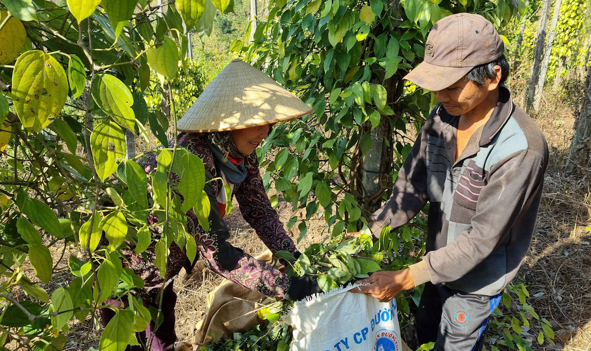 Thị trường nông sản ngày 7/5: Giá tiêu tiếp tục đi ngang, cà phê tăng nhẹ