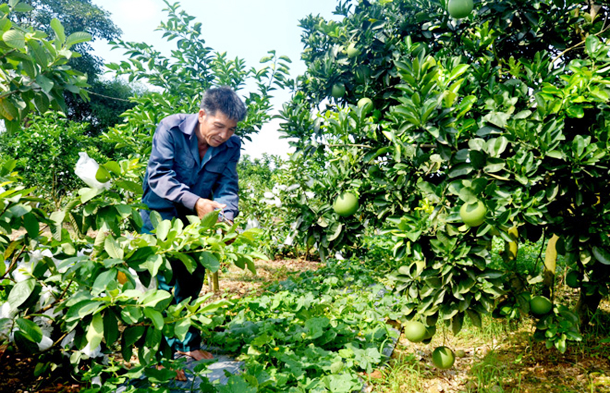 Vị ngọt từ cây ăn quả VietGAP ở Yên Sơn
