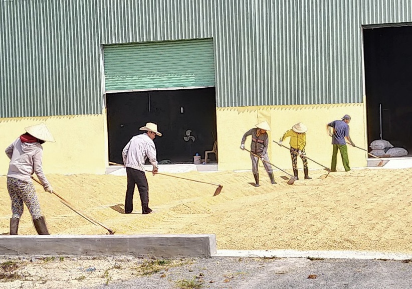 Xây dựng chuỗi giá trị bền vững: 'Đầu kéo' để HTX phát triển