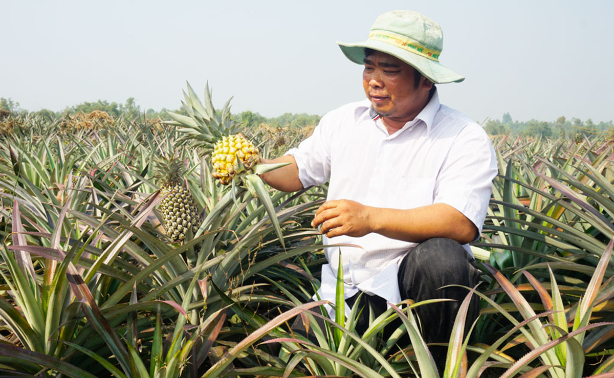 Sản xuất xanh, thu dứa 'vàng' trên đất phèn Thạnh Lợi