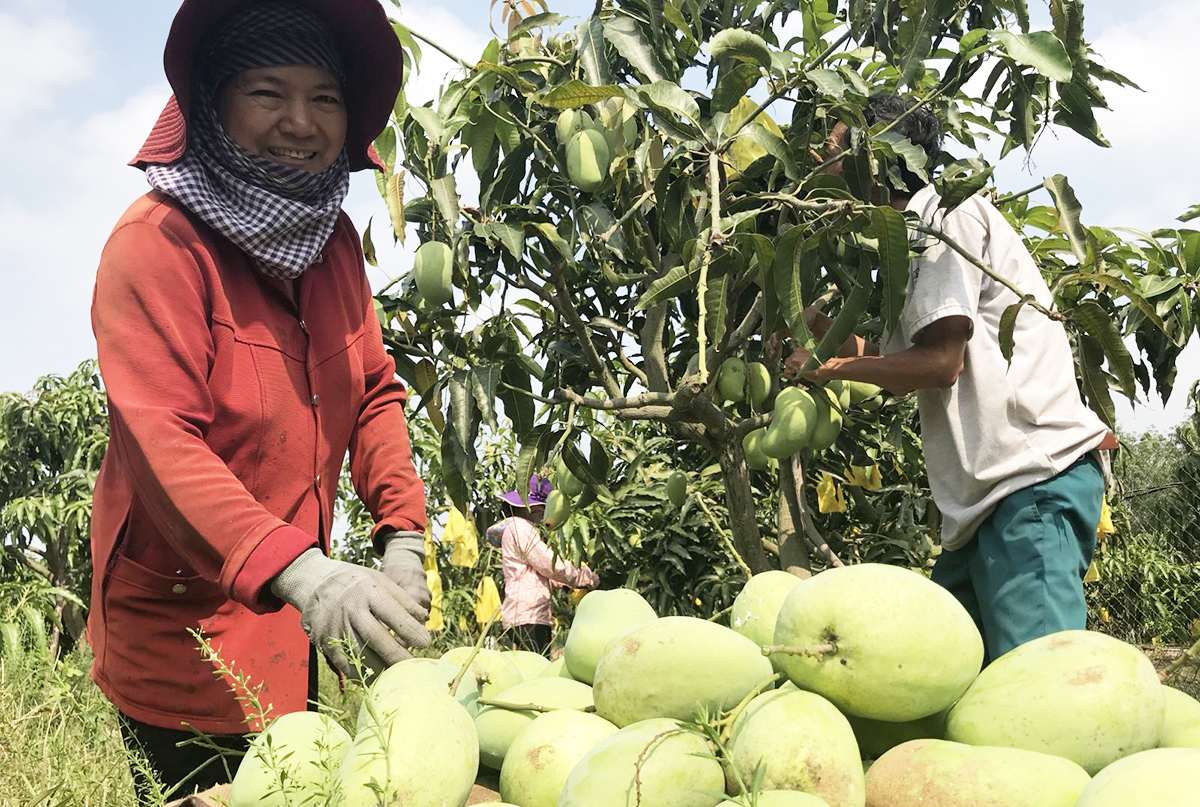 Sức sống mới của người Khmer huyện Cờ Đỏ (Bài 2): Liên kết, hợp tác để nâng cao sức mạnh