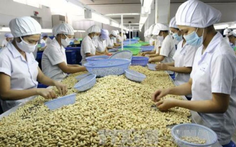 Nhập khẩu điều thô tăng hơn 400% cả về lượng và kim ngạch
