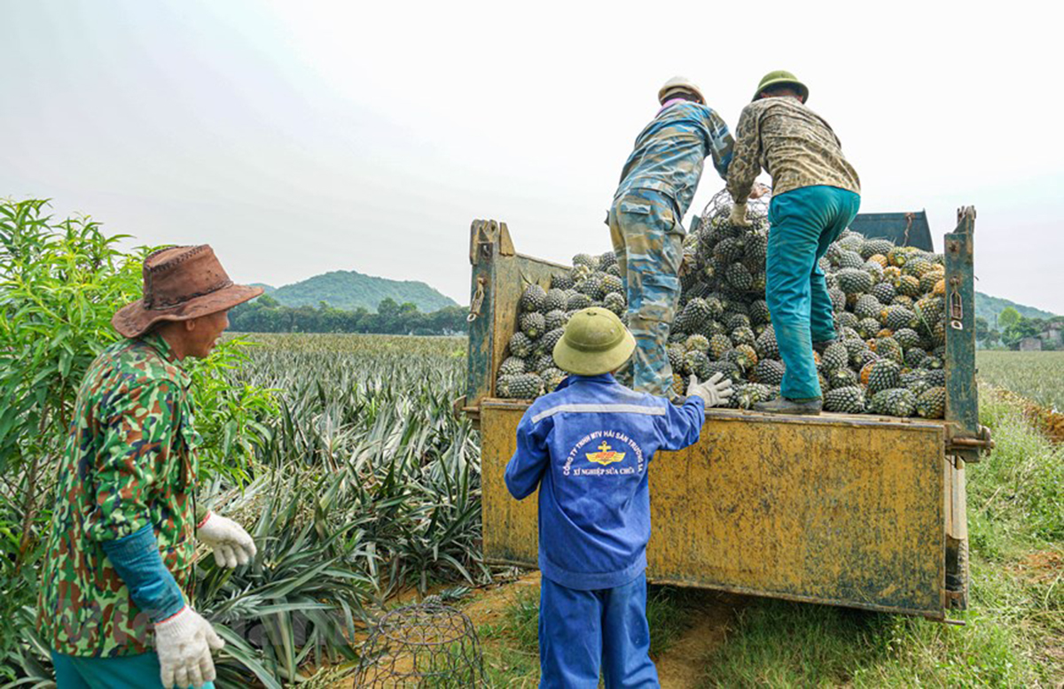 'Thủ phủ dứa' Tam Điệp bội thu nhờ ứng dụng công nghệ mới