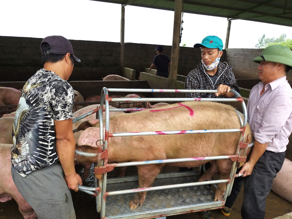 Thị trường nông sản ngày 13/5: Giá lợn hơi giảm 4.000 đồng/kg, giá cà phê quay đầu giảm theo giá thế giới