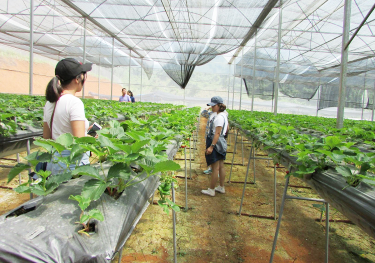 Nông nghiệp xanh trên rẻo cao Hát Lót