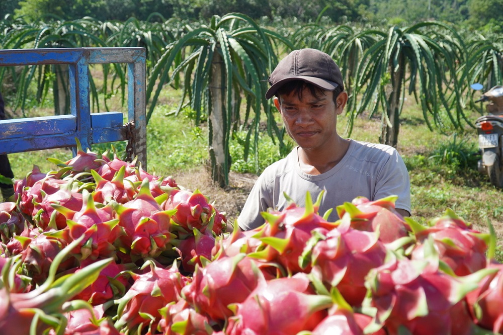 Người Chăm vươn lên giữa nắng và gió (Bài 2): Liên kết phát triển kinh tế