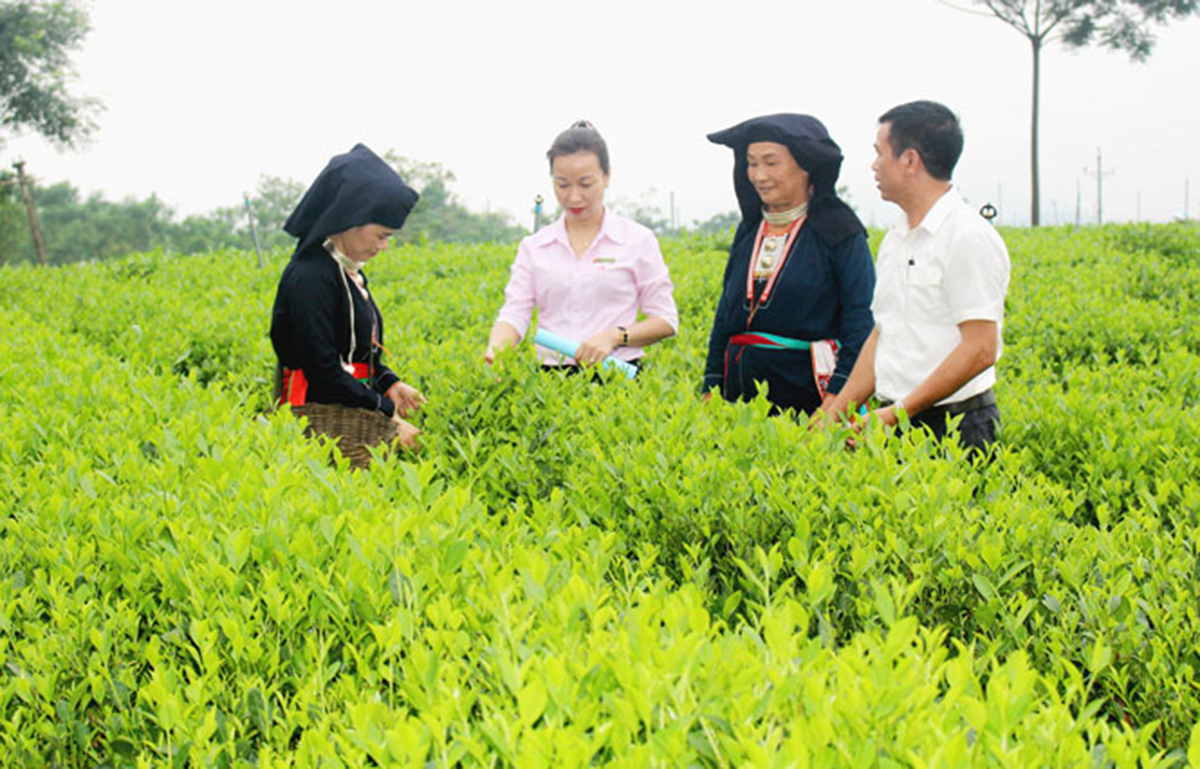 Phúc Thuận bứt phá cùng nông nghiệp tập trung