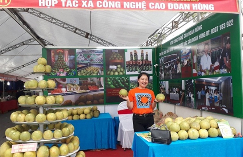 Công nghệ số nâng giá trị bưởi Đoan Hùng