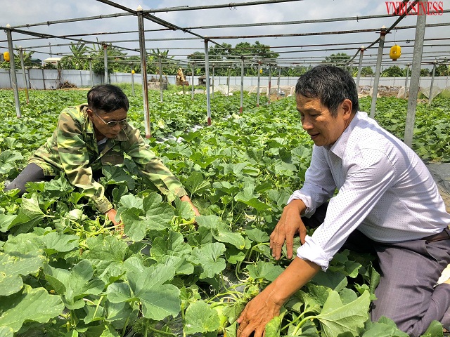 HTX Đông Xuân: Công nghệ Nhật tạo nên trái dưa lê siêu ngọt