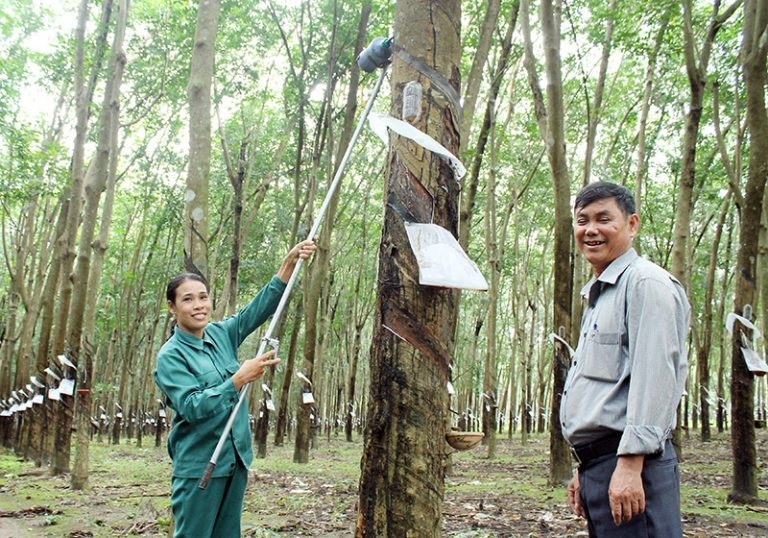 HTX Ngọc Phát: Liên kết hợp tác, tăng giá trị cây cao su