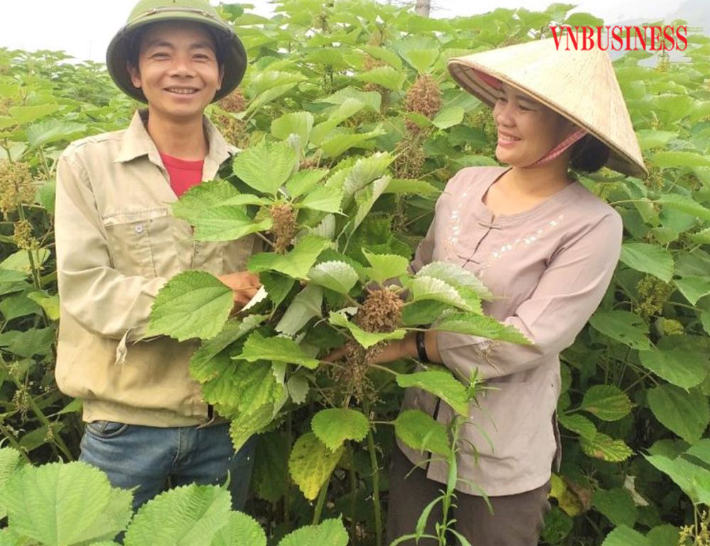 Phụ nữ dân tộc thiểu số tham gia chuỗi giá trị nông sản (Bài 3): Dệt ước mơ từ cây gai xanh