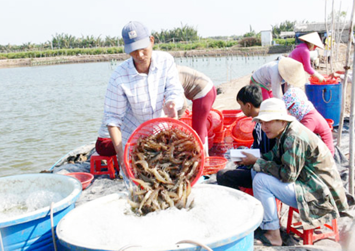 Triển vọng sáng từ nghề nuôi trồng thủy sản ở Bình Đại