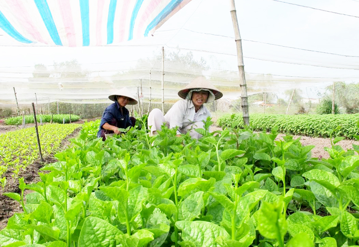 Trung Ngãi thêm điểm tựa cho nông nghiệp sạch