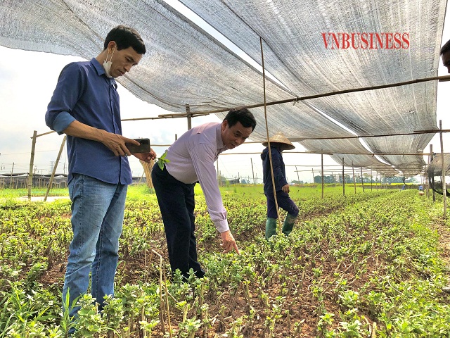 HTX Hoàng Xá: Hồi sinh nông nghiệp ở vùng ven đô thị