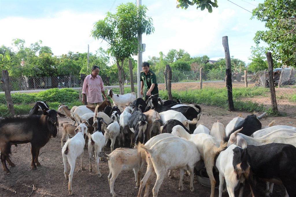 Giảm nghèo cho đồng bào dân tộc thiểu số ở Lộc Ninh (Bài 1): Hiệu quả nghề chăn nuôi dê