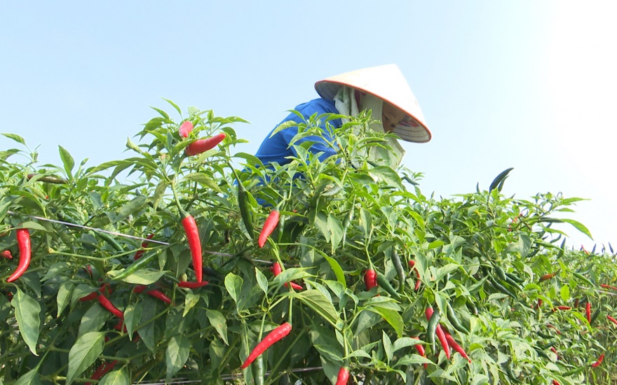 Khơi thông mã số vùng trồng giúp HTX rộng đường xuất khẩu