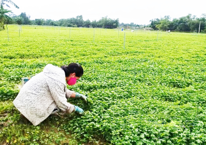 HTX nông nghiệp Vân Trà Đưa cây rau má vào trồng trên đồng ruộng   baoninhbinhorgvn