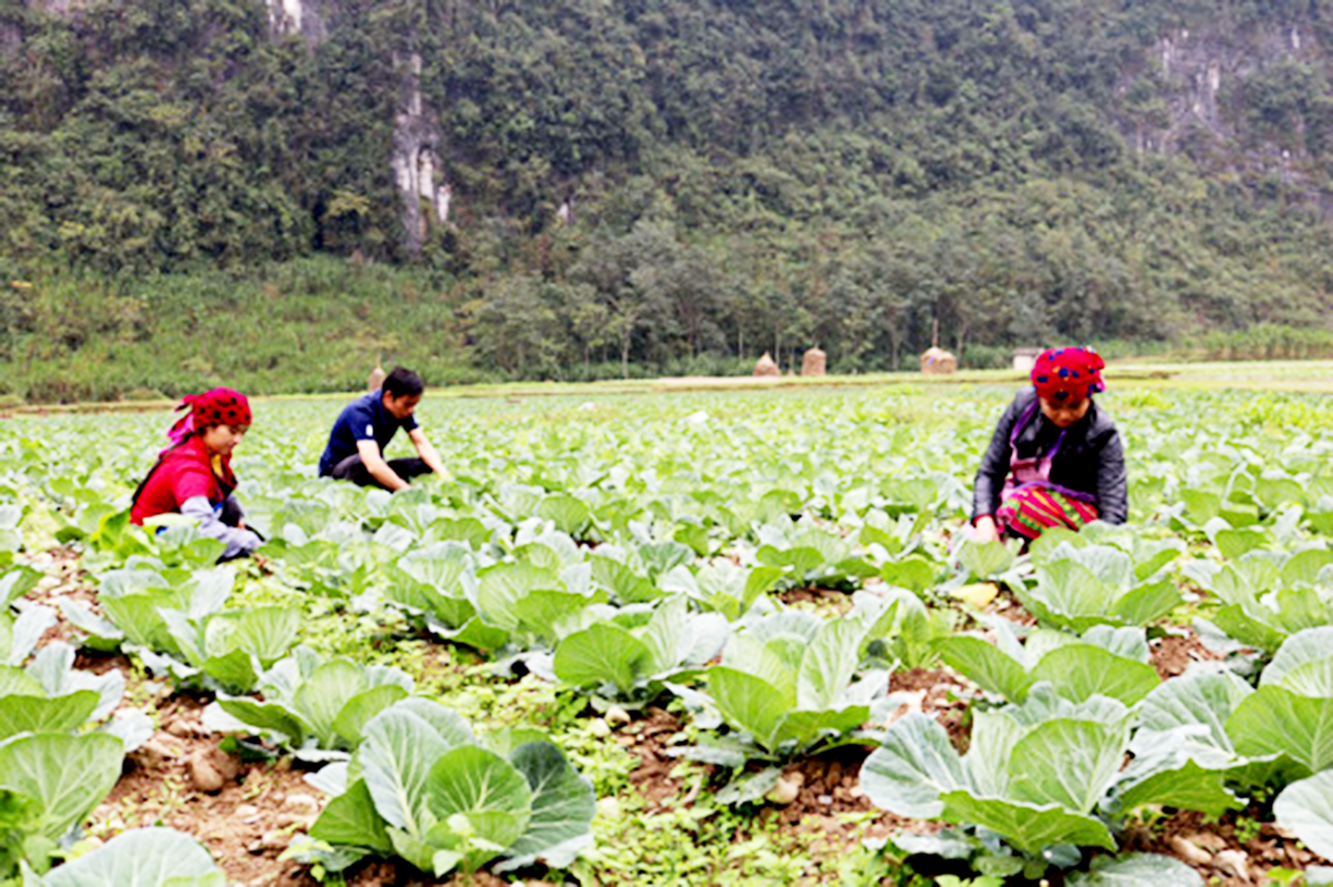Dấu ấn trong phát triển kinh tế ở Đồng Văn (Bài 2): Đẩy mạnh phát triển KTHT, HTX
