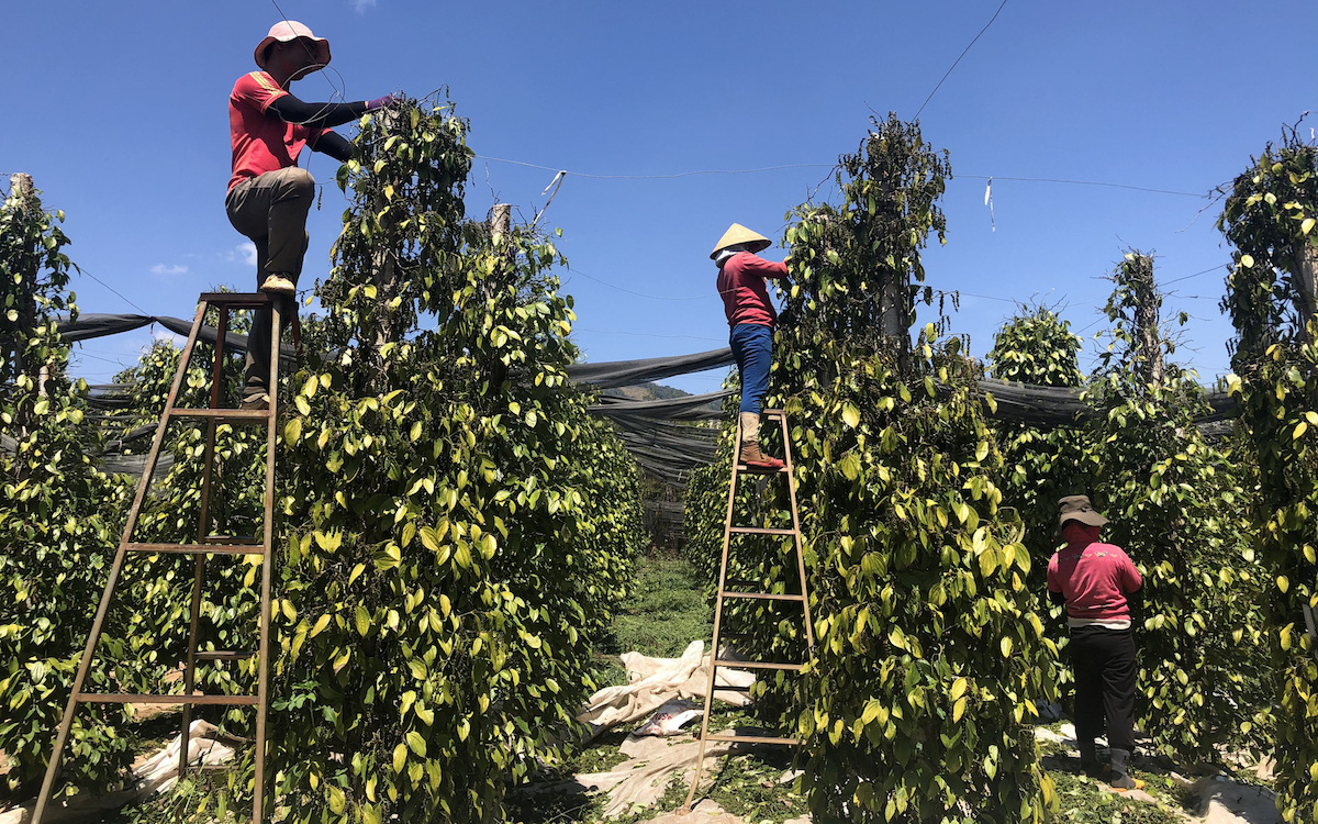 Thị trường nông sản ngày 25/5: Bất ngờ với giá tiêu, lợn hơi biến động mạnh