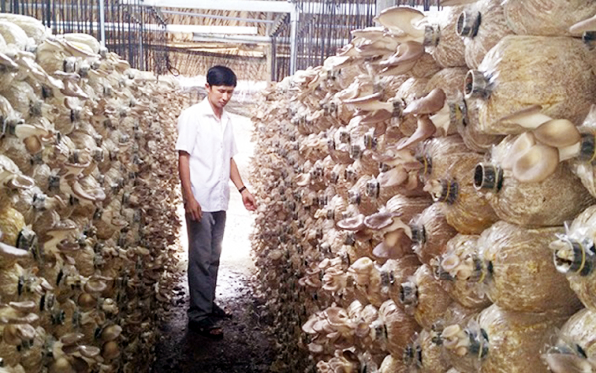 Châu Thành giảm nghèo bền vững từ nghề trồng nấm