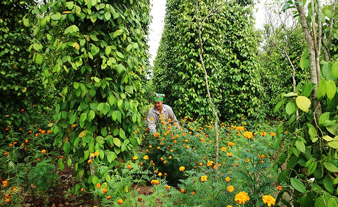 Chất 'xanh' trong hạt tiêu sạch Lệ Thuỷ