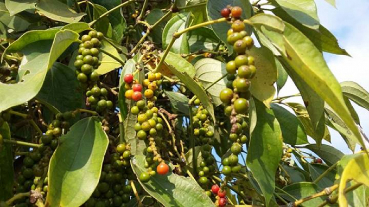 Thị trường nông sản ngày 28/5: Giá tiêu tăng phiên thứ 5 liên tiếp, lợn hơi tăng - giảm 1.000 đồng/kg