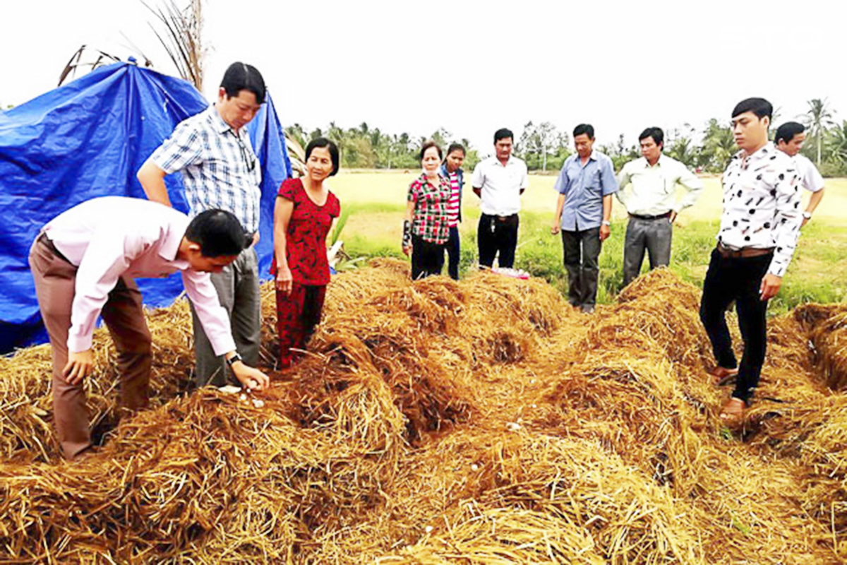Nông dân Tân Hưng phát triển nông nghiệp thích ứng hạn mặn