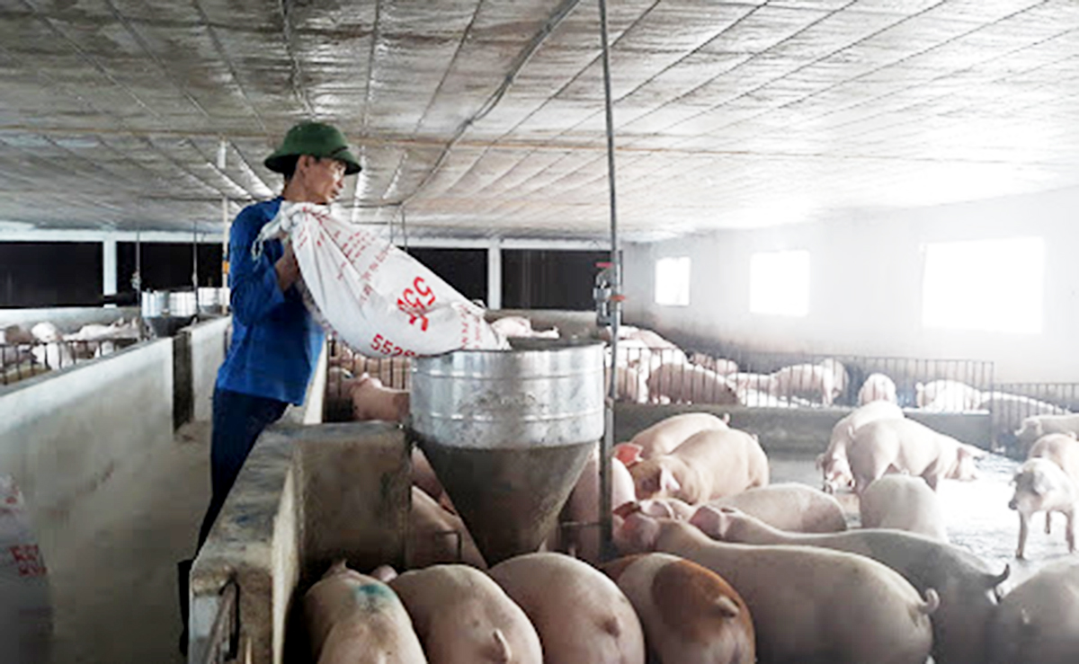 Hạ Hòa tạo đột phá trong chăn nuôi 'xanh'