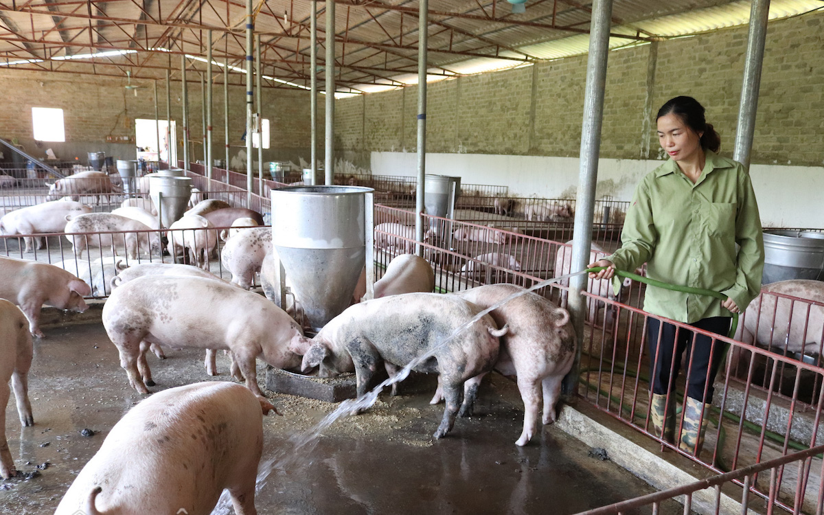 Thị trường nông sản ngày 31/5: Giá lợn hơi tăng - giảm trái chiều, tiêu 'đi ngang'