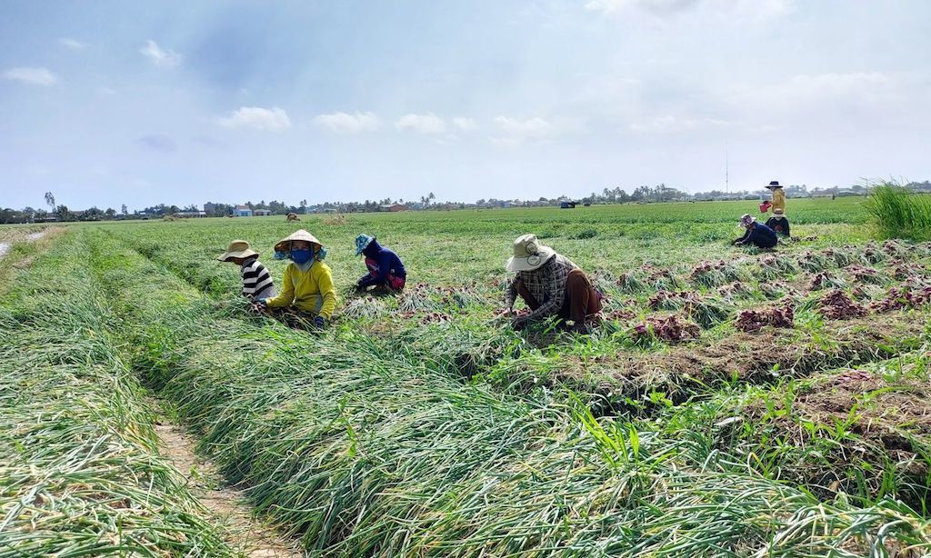 Người Khmer ở Sóc Trăng làm kinh tế giỏi (Bài 2): Làm giàu từ rau màu