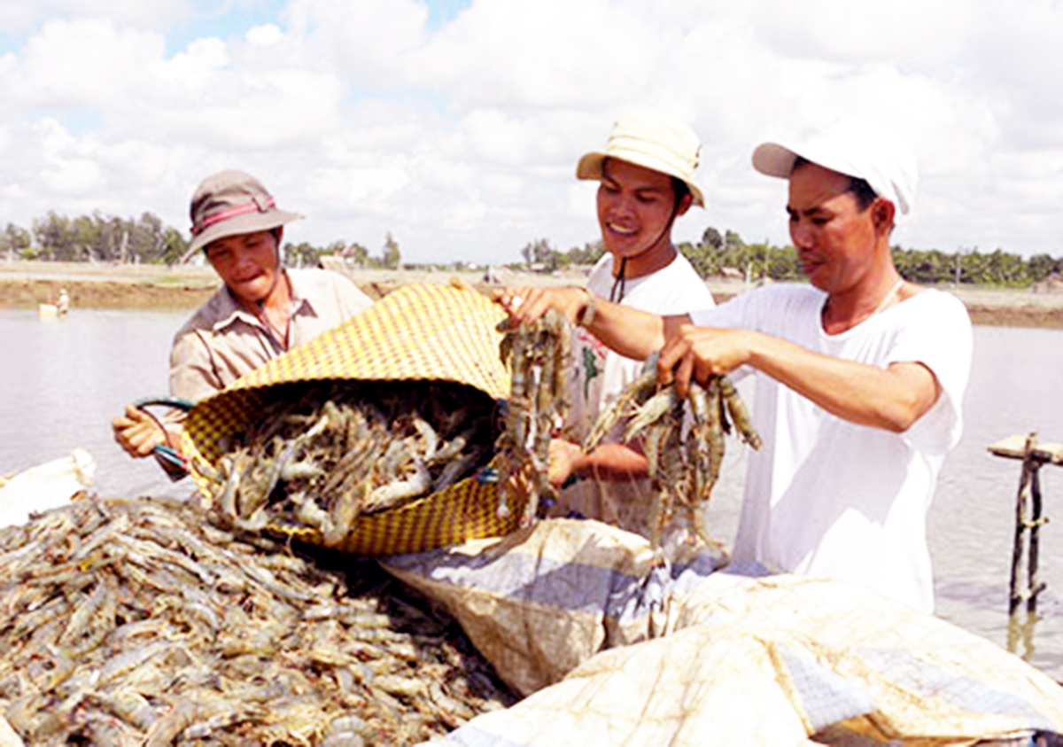 Nông dân lãi đậm nhờ học nghề nuôi tôm hiện đại
