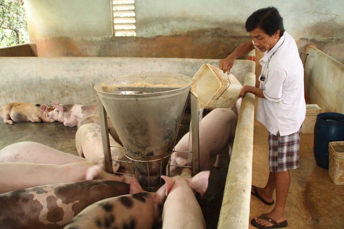 Thị trường nông sản ngày 4/6: Giá lợn hơi biến động nhẹ, cà phê giảm 200 đồng/kg