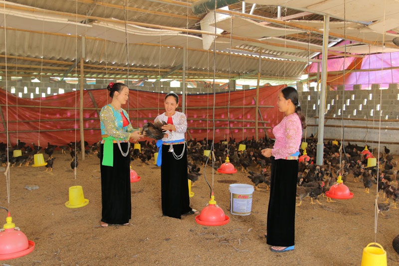 Dấu ấn phát triển kinh tế ở đất Mường (Bài 2): Phụ nữ liên kết sản xuất
