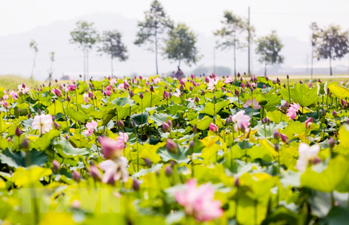 Trồng sen hồng, tạo môi trường xanh ở HTX Vê Phúc