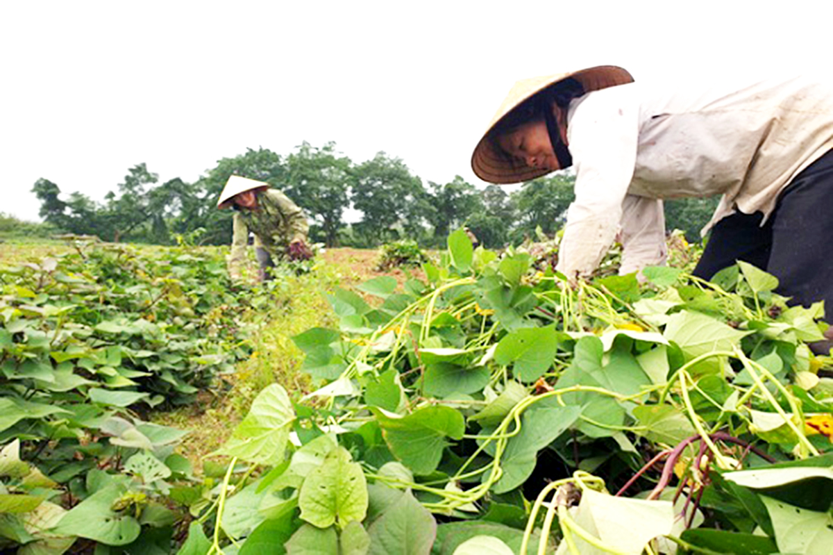 Vốn nhỏ, lãi lớn với khoai lang VietGAP