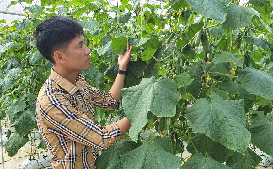 HTX Nông Thịnh thành công với nhà màng trồng dưa lưới