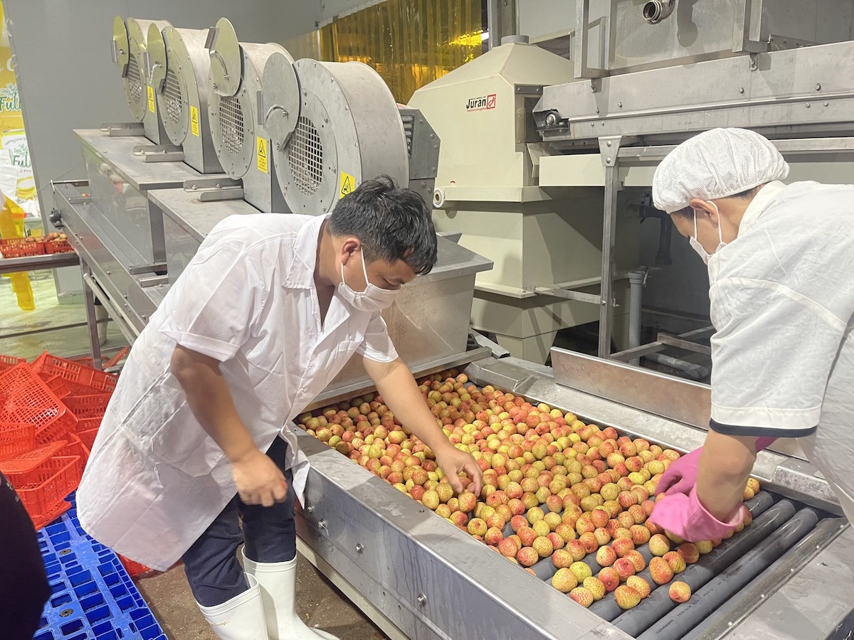 Trái cây Việt 'gõ cửa' thị trường khó tính