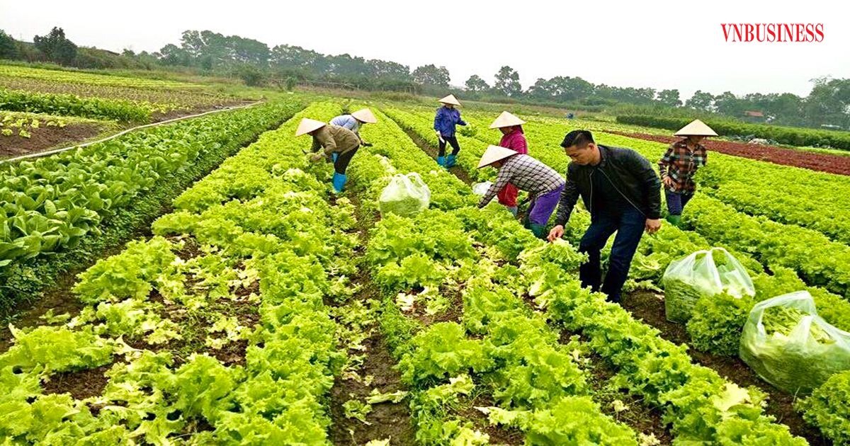 Nhân rộng mô hình HTX nông nghiệp gắn với bảo vệ môi trường