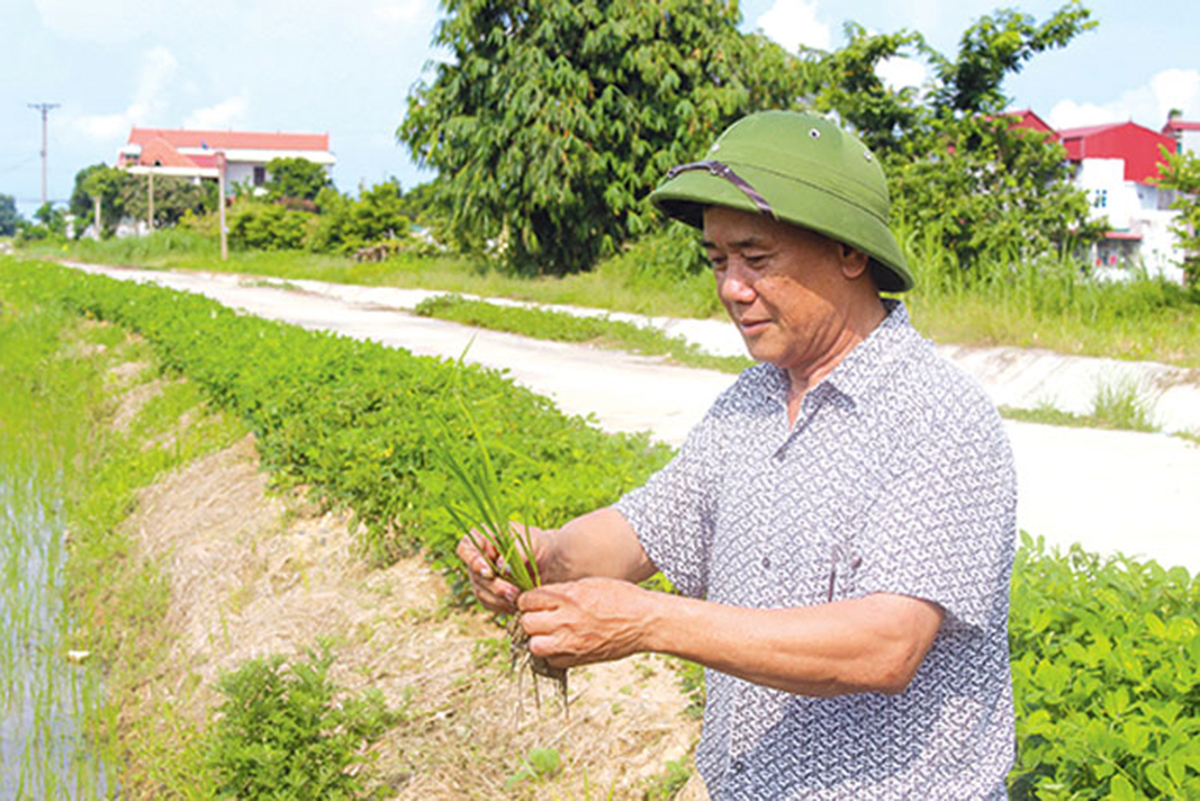 Giáo dân Lương Tài đoàn kết, phát triển kinh tế (Bài cuối): Chuyện những người “thắp lửa” ở xứ đạo