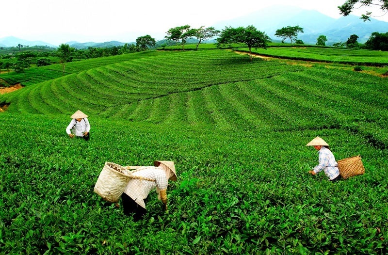 HTX Tân Hương: Tiên phong áp dụng công nghệ sản xuất chè đạt chuẩn UTZ
