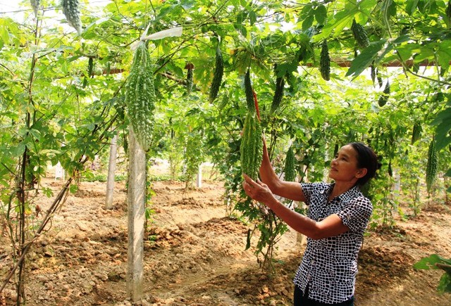 Lợi ích kép từ THT trồng lagim An Hội